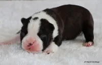 Davy, a male Boston Terrier for sale in Dallas, TX – 4 of 10