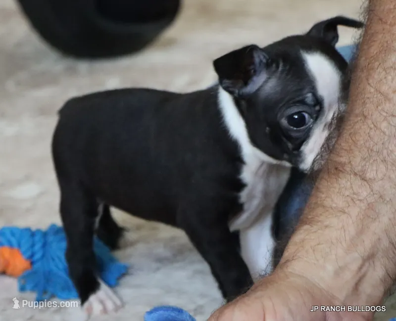 Cleo – Boston Terrier puppy for sale in Dallas, TX