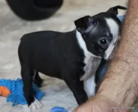 Cleo, a female Boston Terrier for sale in Dallas, TX – 1 of 10