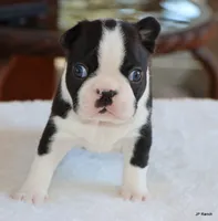 Davy, a male Boston Terrier for sale in Dallas, TX – 9 of 10