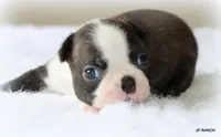 Doc, a male Boston Terrier for sale in Dallas, TX – 4 of 9