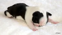 Anna, a female Boston Terrier for sale in Dallas, TX – 2 of 10