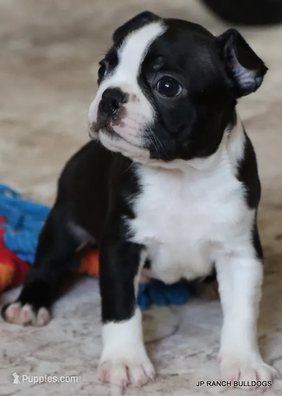 Ace – Boston Terrier puppy for sale in Dallas, TX