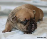 Chipper, a male French Bulldog for sale in Dallas, TX – 2 of 10