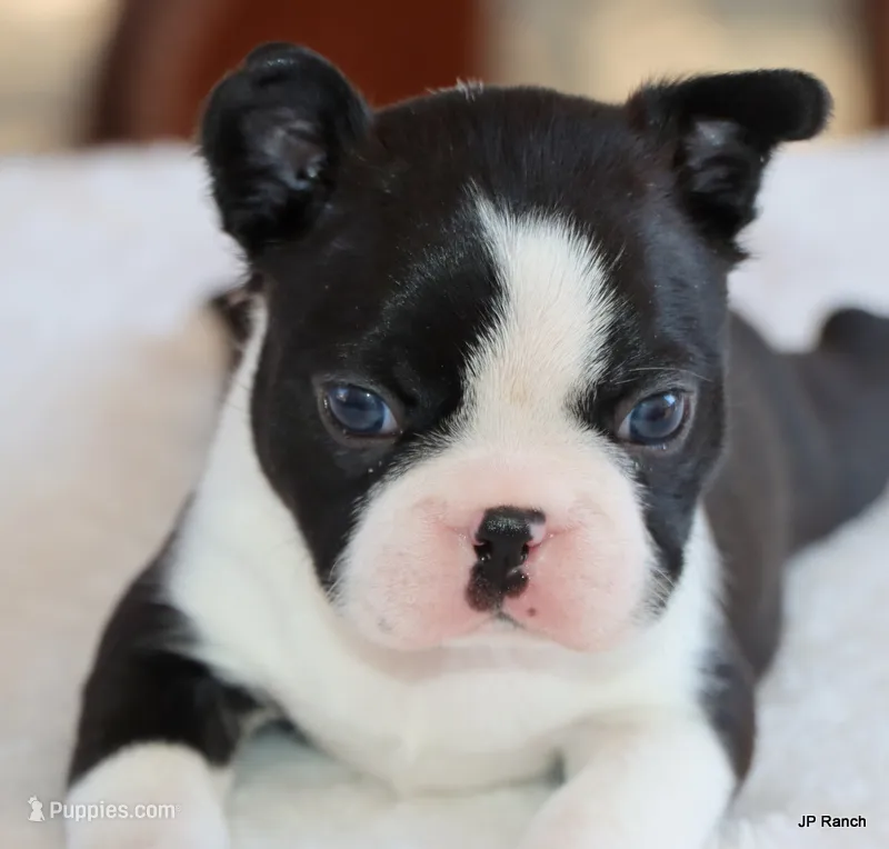 Elliot – Boston Terrier puppy for sale in Dallas, TX