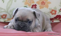 Bonnie, a female French Bulldog for sale in Dallas, TX – 6 of 10