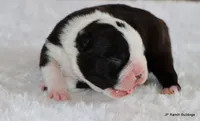 Davy, a male Boston Terrier for sale in Dallas, TX – 7 of 10