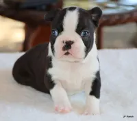 Davy, a male Boston Terrier for sale in Dallas, TX – 5 of 10