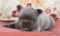 Nelly, a female French Bulldog for sale in Dallas, TX – 3 of 10