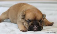 Sassy, a female French Bulldog for sale in Dallas, TX – 5 of 10