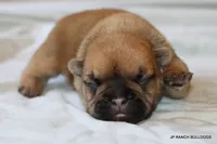 Sassy, a female French Bulldog for sale in Dallas, TX – 4 of 10