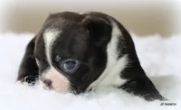 Mo, a male Boston Terrier for sale in Dallas, TX – 7 of 9
