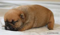 Sassy, a female French Bulldog for sale in Dallas, TX – 8 of 10