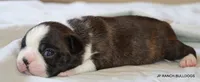 Lydia, a female Boston Terrier for sale in Dallas, TX – 2 of 9