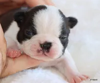 Anna, a female Boston Terrier for sale in Dallas, TX – 6 of 10