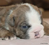 Meatball, a male English Bulldog for sale in Dallas, TX – Photo 10 of 10