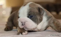 Meatball, a male English Bulldog for sale in Dallas, TX – Photo 6 of 10