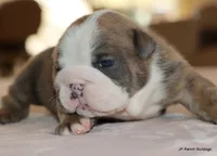 Meatball, a male English Bulldog for sale in Dallas, TX – Photo 9 of 10
