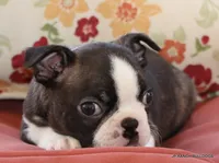 Lydia, a female Boston Terrier for sale in Dallas, TX – 4 of 9