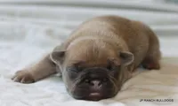 Bonnie, a female French Bulldog for sale in Dallas, TX – 10 of 10