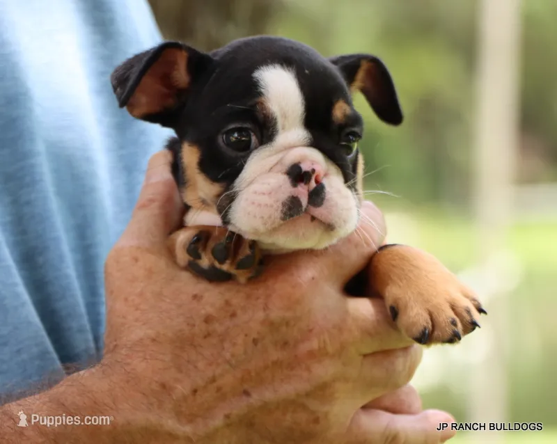 Lilly – English Bulldog puppy for sale in Dallas, TX