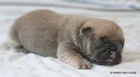 Bonnie, a female French Bulldog for sale in Dallas, TX – 3 of 10
