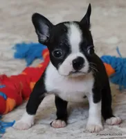 Kiki, a female Boston Terrier for sale in Dallas, TX – 8 of 10