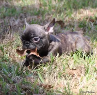 Barney, a male French Bulldog for sale in Dallas, TX – Photo 3 of 9
