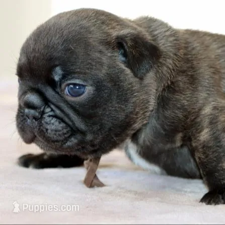 Barney, a male French Bulldog for sale in Dallas, TX – Photo 3 of 10