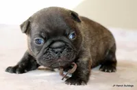 Barney, a male French Bulldog for sale in Dallas, TX – Photo 5 of 10