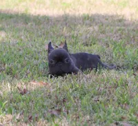 Barney, a male French Bulldog for sale in Dallas, TX – Photo 6 of 9