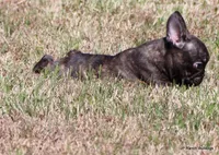 Barney, a male French Bulldog for sale in Dallas, TX – Photo 2 of 9