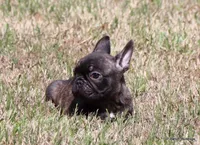 Barney, a male French Bulldog for sale in Dallas, TX – Photo 1 of 9