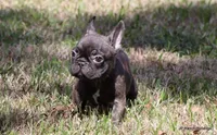 Barney, a male French Bulldog for sale in Dallas, TX – Photo 5 of 9