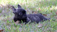 Barney, a male French Bulldog for sale in Dallas, TX – Photo 8 of 9