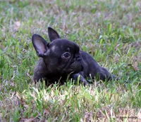 Barney, a male French Bulldog for sale in Dallas, TX – Photo 7 of 9