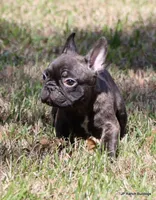 Barney, a male French Bulldog for sale in Dallas, TX – Photo 4 of 9