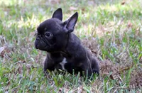 Barney, a male French Bulldog for sale in Dallas, TX – Photo 9 of 9