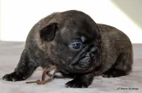 Barney, a male French Bulldog for sale in Dallas, TX – Photo 9 of 10