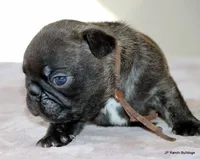 Barney, a male French Bulldog for sale in Dallas, TX – Photo 10 of 10