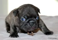 Barney, a male French Bulldog for sale in Dallas, TX – Photo 7 of 10