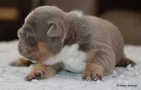 Mabel, a female English Bulldog for sale in Dallas, TX – Photo 6 of 10