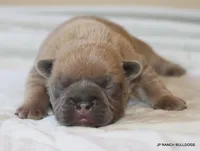 Honey, a female French Bulldog for sale in Dallas, TX – 4 of 10