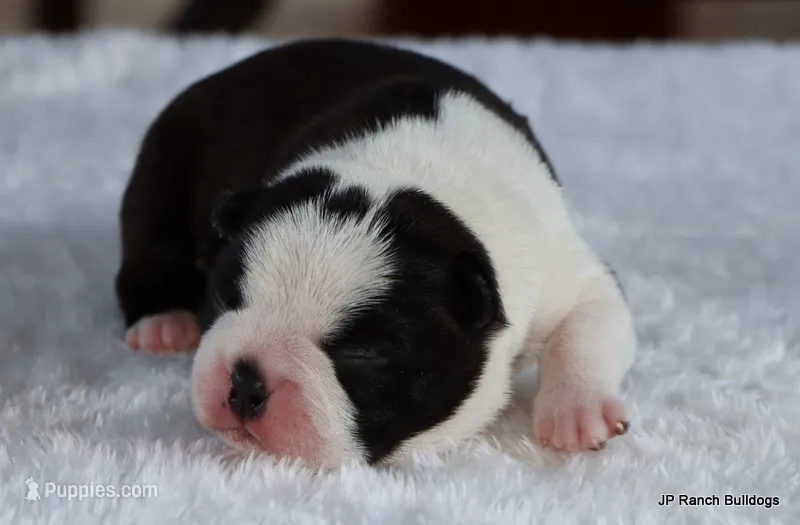 Marshall – Boston Terrier puppy for sale in Dallas, TX