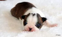 Angel, a female Boston Terrier for sale in Dallas, TX – 6 of 10