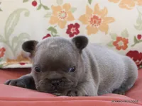 Nelly, a female French Bulldog for sale in Dallas, TX – 9 of 10