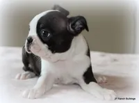 Ruthie, a female Boston Terrier for sale in Dallas, TX – 3 of 10