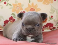 Nelly, a female French Bulldog for sale in Dallas, TX – 10 of 10