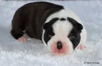 Marshall, a male Boston Terrier for sale in Dallas, TX – 10 of 10