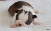 Angel, a female Boston Terrier for sale in Dallas, TX – 9 of 10